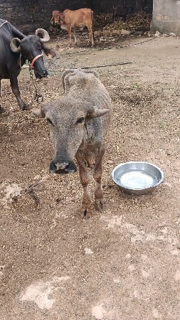 પાડો વેચવાનો છે