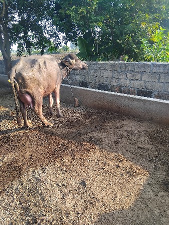 વેચવાની