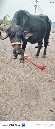 આ પેલી આટ પાર્ટી વેચવાનીસે