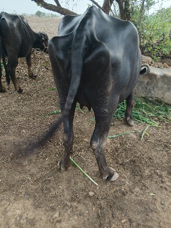 ભેંસ વેચવાની છે