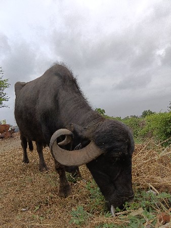 ભેંસ વેચવાની છે