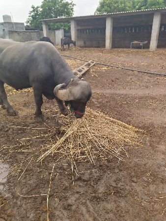 4 दात