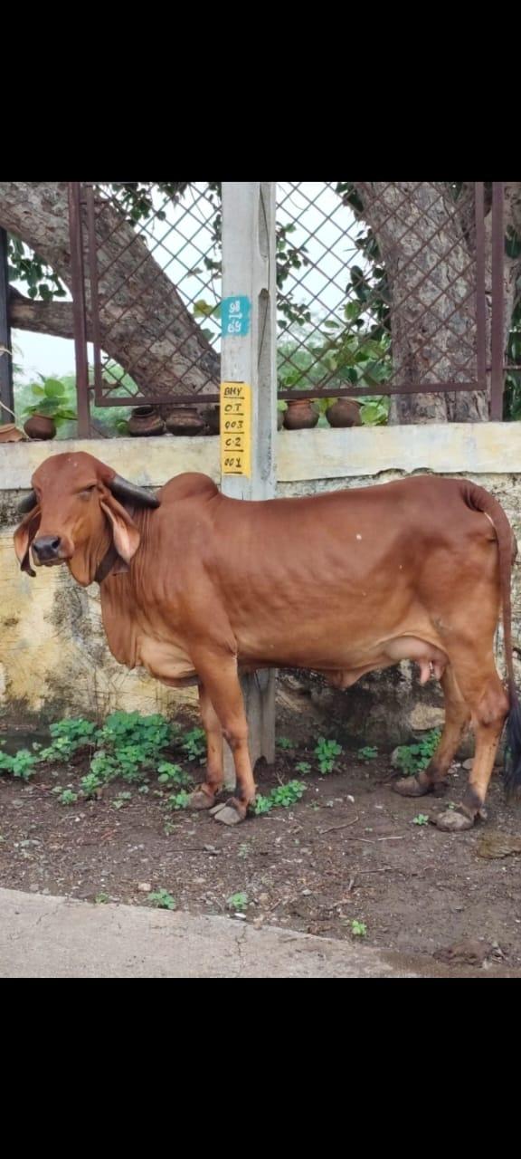 ગીર ગાય વેચવાની છે