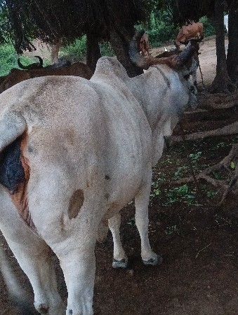 વેચવા ની છે
