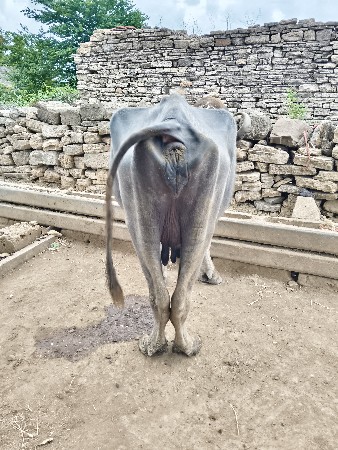 ભેંસ વેચવાની છે