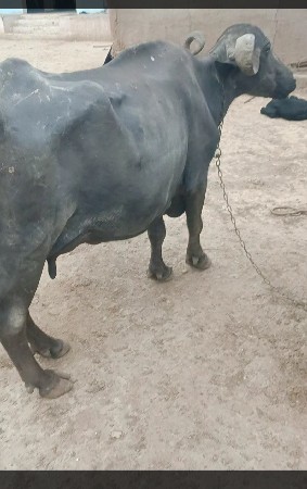ભેંસ વેચવાની છે
