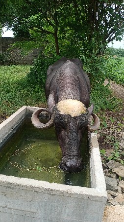 ભેંસ વેચવાની છે