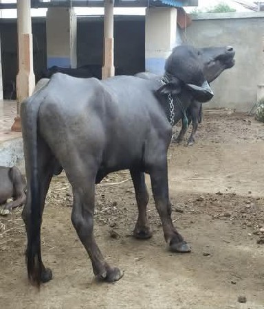 પાડો વેચવાનો