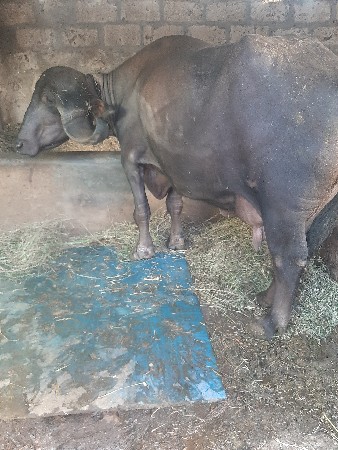 સારો દાગીનો ...