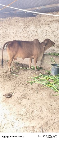 ગીર ગાય વેચવા ની છે