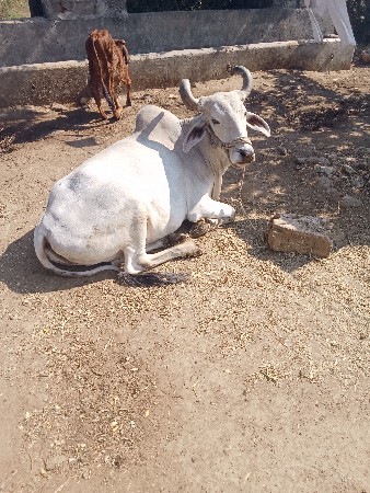 બળદ વેચવાના છે