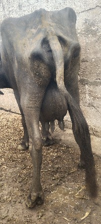 2 બીજું વેતર વીયાનીસે