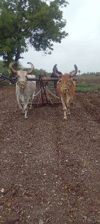 vas 
vanasa