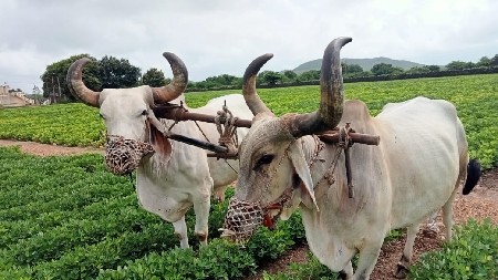 બડદ વેચવા ના છે