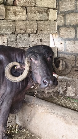 ભેંસ વેચવાની છે