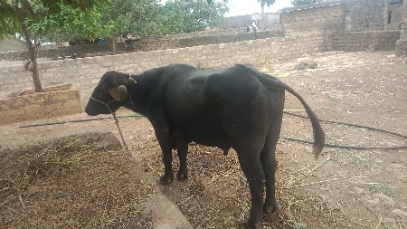 પાડો