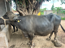 Vechvani se