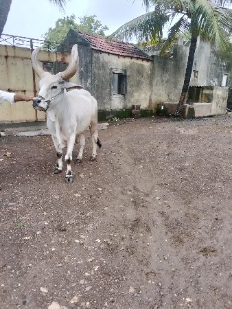 બળદ વેસવાનો છે