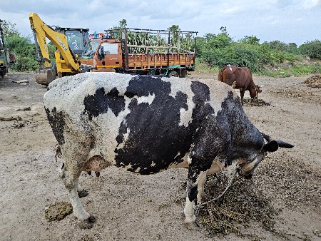 ગાય વેશ વાની છે