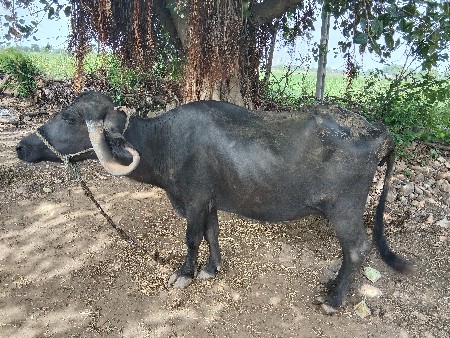 ભેંસ વેચવાની છે
