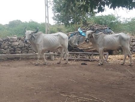 બળદ વેચવાના છે