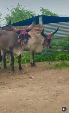 બીજી બીજી વાવણી કાઢેલા