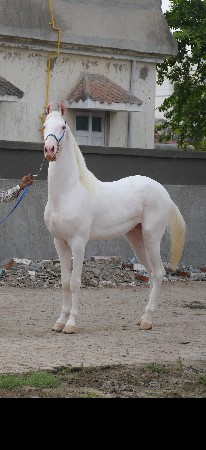 વાળી ઘોડો છે