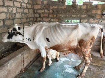 ગાય વેચવાની છે