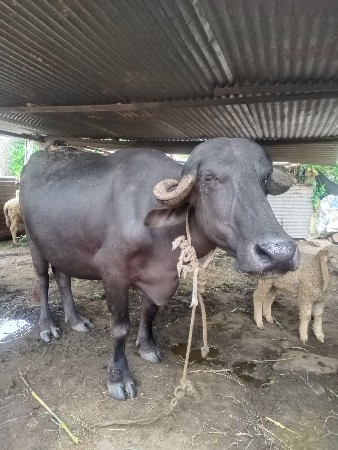 પેલું વેતર ખડાય વેચવાની છે