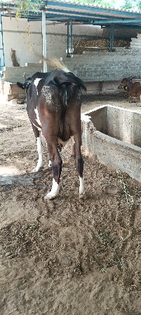 ગાય