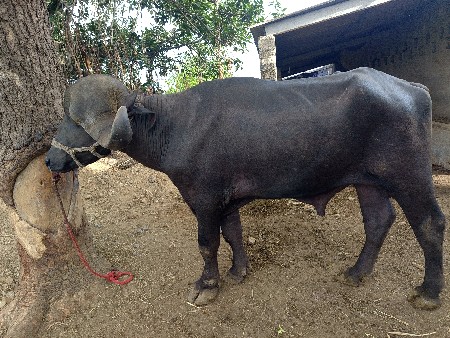 પાડો વેચવા નો છે