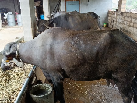 ભેંસ વેચવાની છે