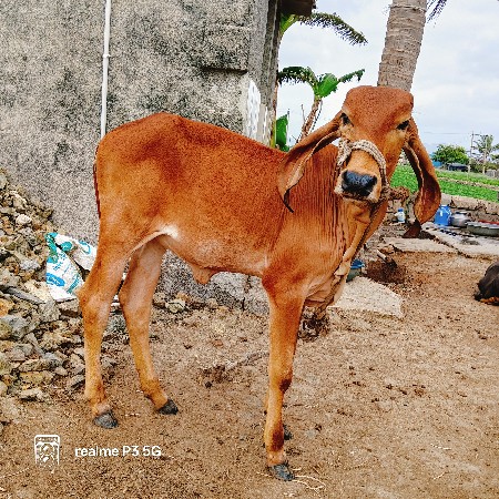 ગીર ગાય, ને વાછડી દેવાના સે