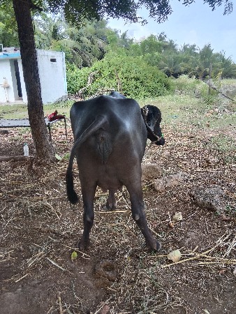 ભૈસ વેસવાની છે