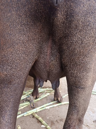 ખેડેલી. વેસવાની