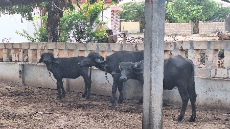 જાફરાબાદી 3