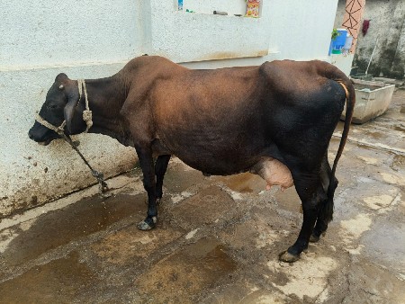 ગાય વેચવાની છે