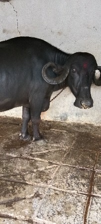 ખડેલી વેચવાની છે