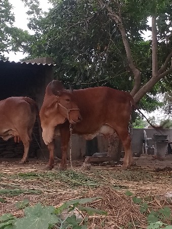 સોનકપીલા ગાય વેચવાની છે.