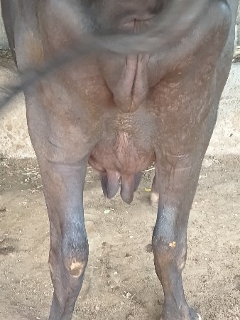 godalbhai Varotariya