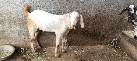 બકરા વેચવાના છે