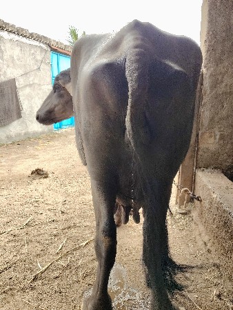 ભેંસ