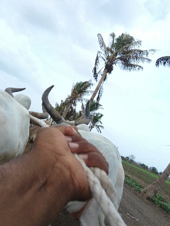 બીજી ધરના