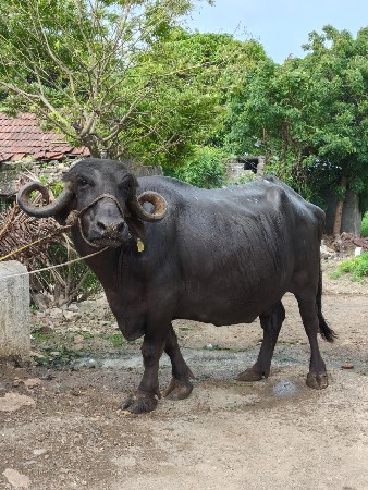 ભેંસ