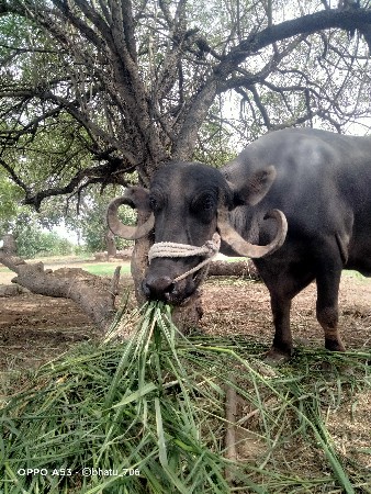 ભેંસ વેચવાની છે
