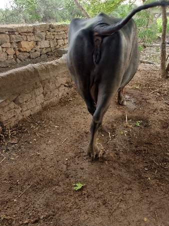 કોલીખડા.તા.પોરબદર