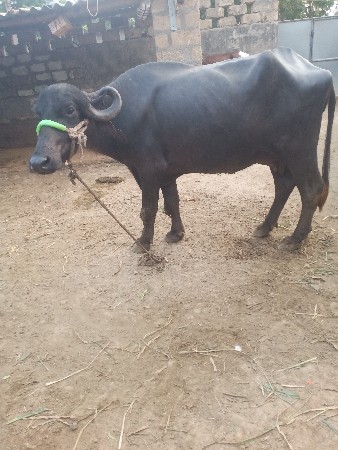 ભેસ વેશવાનીછે