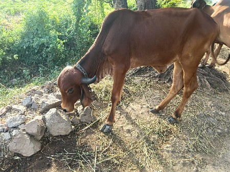 vachdi vechvani che