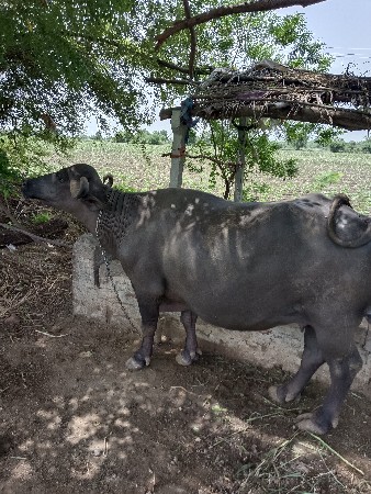 ભેંસ વેસવાની છે