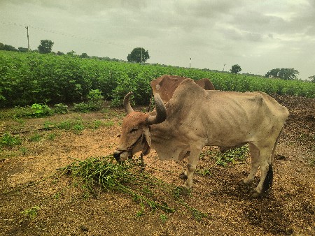 બળ દ ગોઢલા વેસવાના સે